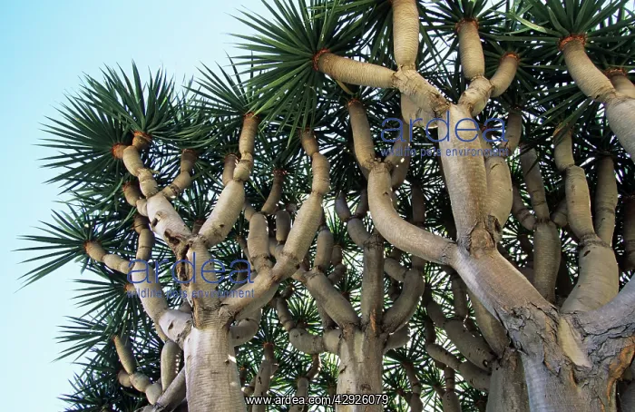 : Dragon Tree - origin : Dragon Tree - origin