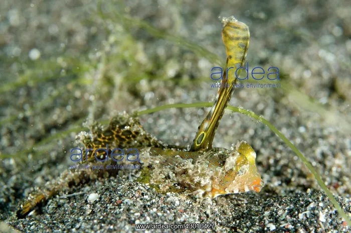 : Dragonet on black sand displaying fin Aer Bajo dive : Dragonet on black sand displaying fin Aer Bajo dive