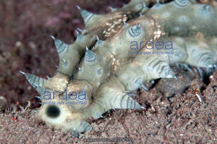 : Dragonfish Sea Cucumber : Dragonfish Sea Cucumber