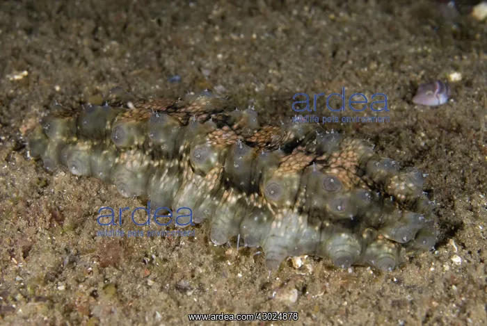 : Dragonfish Sea Cucumber with extended papillae on : Dragonfish Sea Cucumber with extended papillae on