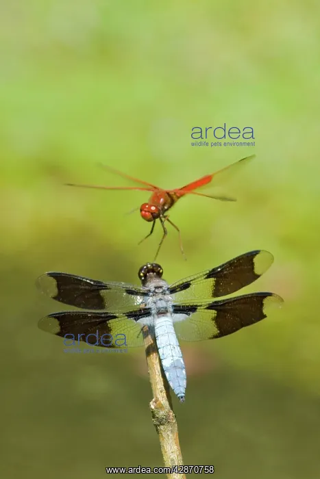 : Dragonflies - Cardinal Meadowhawk (Sympetrum illotum) : Dragonflies - Cardinal Meadowhawk (Sympetrum illotum)