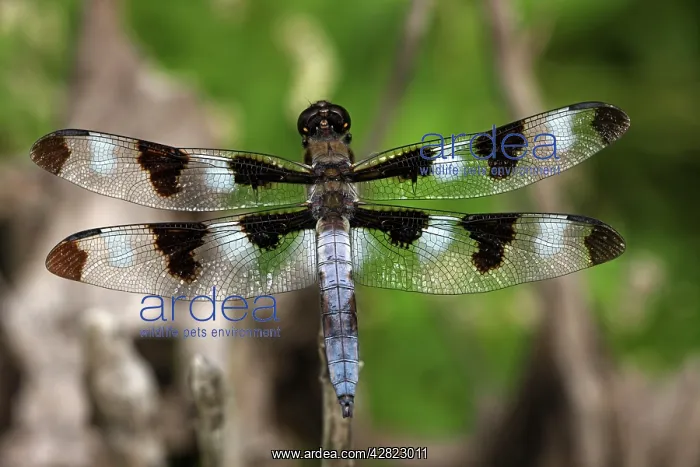  : Dragonfly. Oregon - USA
