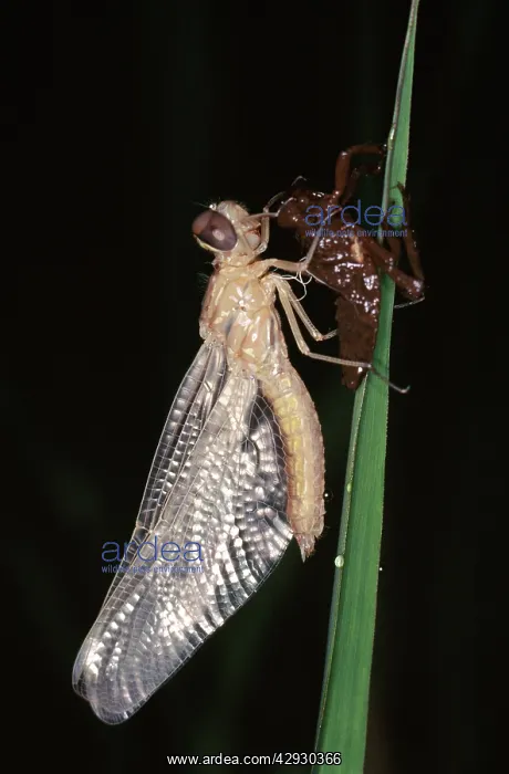 : Dragonfly. Emerging from nymph stage. Sequence, 4 : Dragonfly. Emerging from nymph stage. Sequence, 4