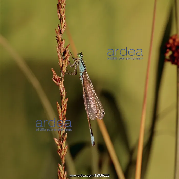  : DRAGONFLY (Ischnura elegans)
