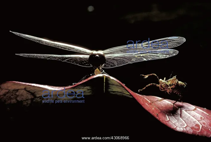 : Dragonfly. Newly emerged dragonfly : Dragonfly. Newly emerged dragonfly