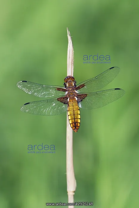 : Dragonfly - Broad-bodied Chaser - female absorbing : Dragonfly - Broad-bodied Chaser - female absorbing