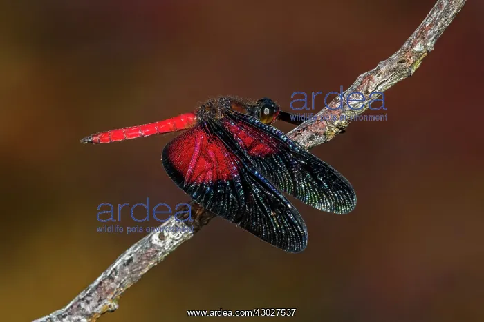 : dragonfly, Cano Cristales, Serrania de Macarena : dragonfly, Cano Cristales, Serrania de Macarena