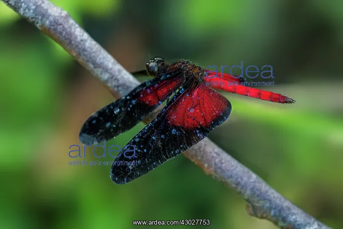 : dragonfly, Cano Cristales, Serrania de Macarena : dragonfly, Cano Cristales, Serrania de Macarena
