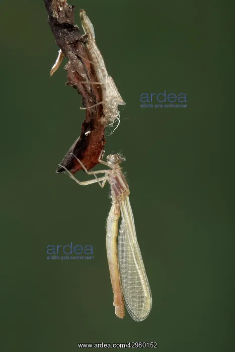 : Dragonfly - coming out of its old skin : Dragonfly - coming out of its old skin