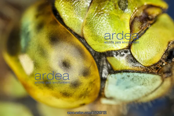 : Dragonfly Compound Eye - Norfolk UK : Dragonfly Compound Eye - Norfolk UK