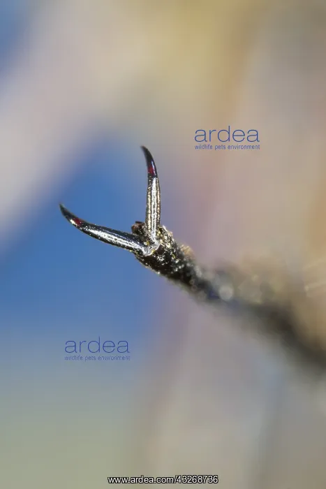 : Dragonfly Compound Eye - Norfolk UK : Dragonfly Compound Eye - Norfolk UK
