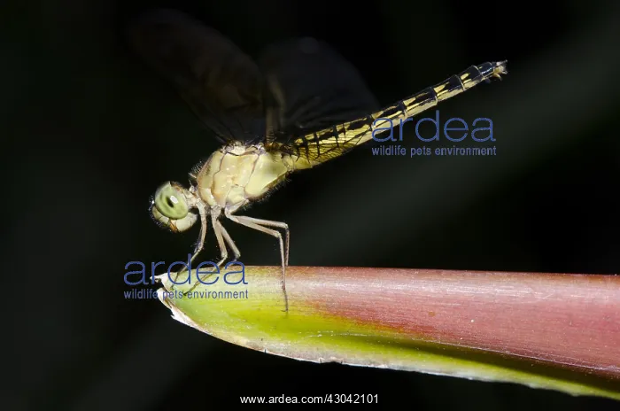 : Dragonfly - on Crane Flower (aka Bird of Paradise : Dragonfly - on Crane Flower (aka Bird of Paradise