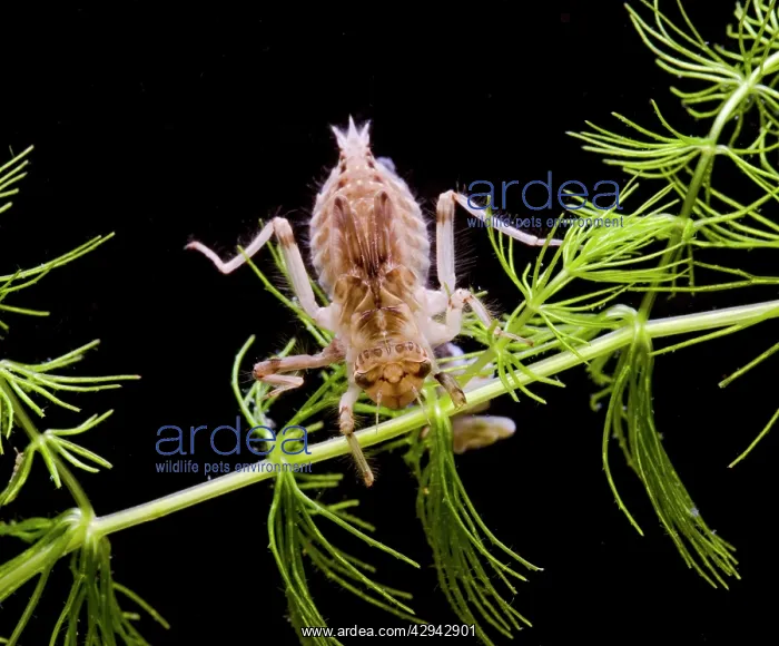 : Dragonfly E larva