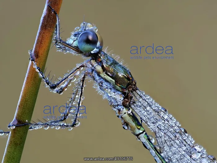 : Dragonfly, Emerald Damselfly (Lestes sponsa) in : Dragonfly, Emerald Damselfly (Lestes sponsa) in