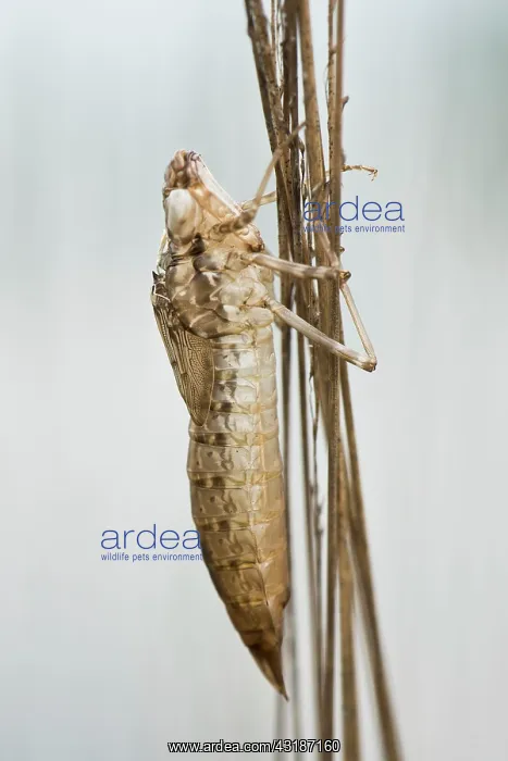 : Dragonfly exuvium, Emsland, Lower Saxony, Germany : Dragonfly exuvium, Emsland, Lower Saxony, Germany