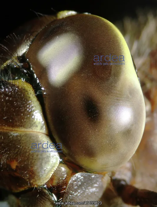 : Dragonfly Eye : Dragonfly Eye