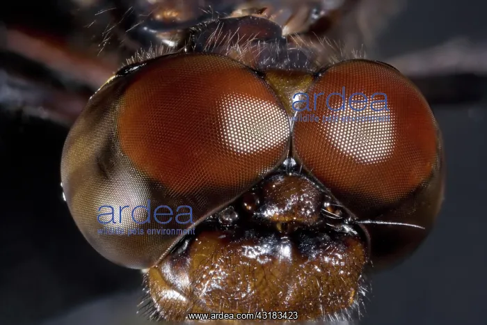 : Dragonfly Eyes : Dragonfly Eyes