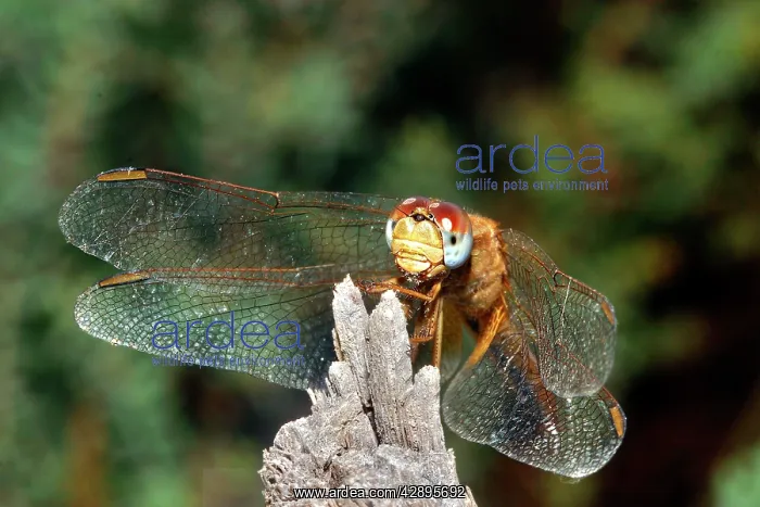: Dragonfly - female : Dragonfly - female