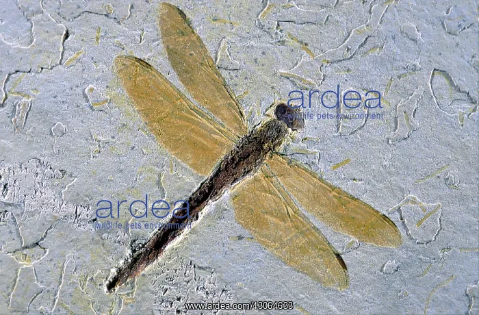: Dragonfly Fossil : Dragonfly Fossil