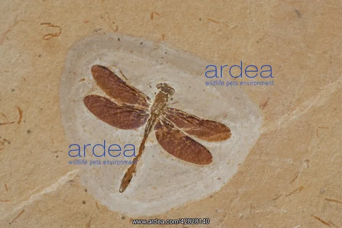 : Dragonfly Fossil - Ceara - Brazil : Dragonfly Fossil - Ceara - Brazil