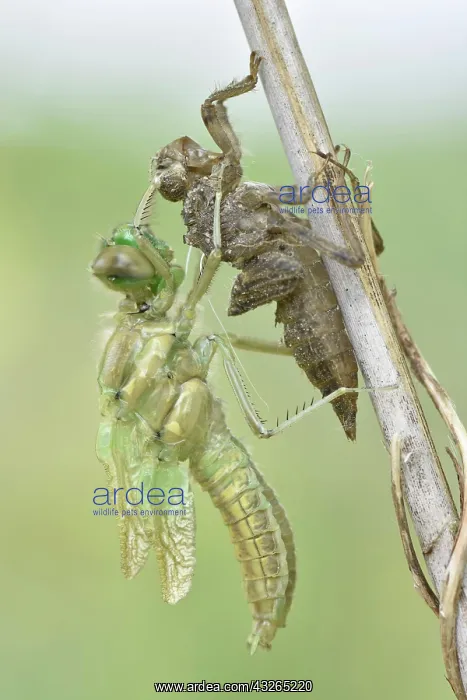 : Dragonfly hatch, Four-spotted chaser (Libellula : Dragonfly hatch, Four-spotted chaser (Libellula
