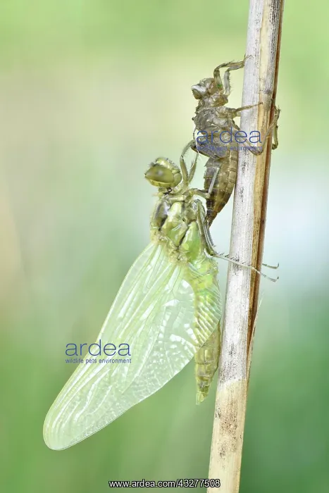  : Dragonfly hatch, Four-spotted chaser (Libellula