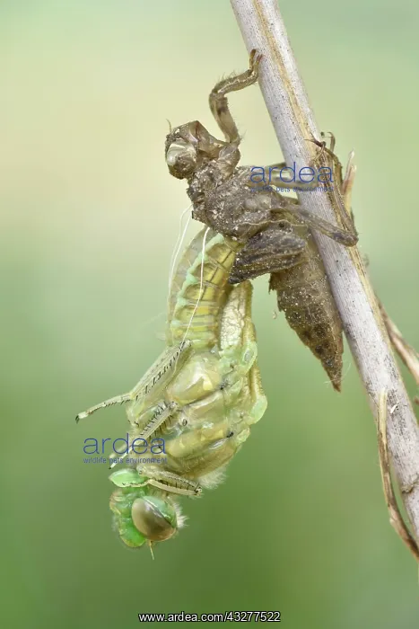 : Dragonfly hatch, Four-spotted chaser (Libellula : Dragonfly hatch, Four-spotted chaser (Libellula