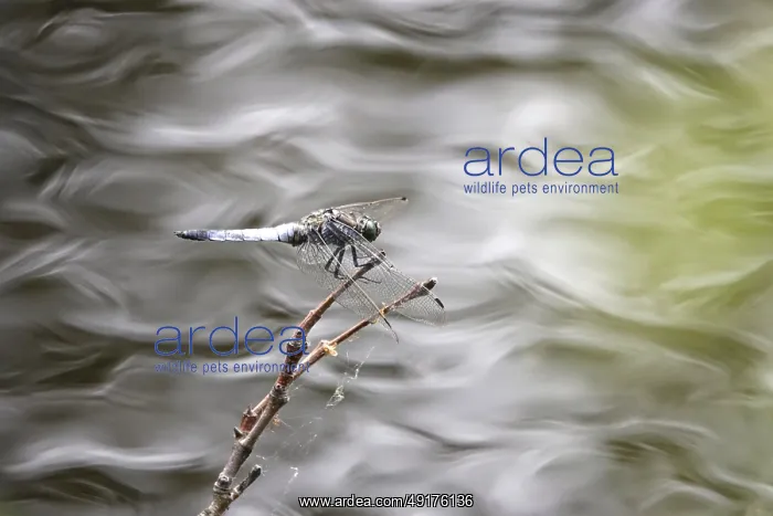 : Dragonfly on a lake shore, July, Germany : Dragonfly on a lake shore, July, Germany