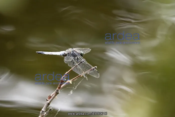 : Dragonfly on a lake shore, July, Germany : Dragonfly on a lake shore, July, Germany