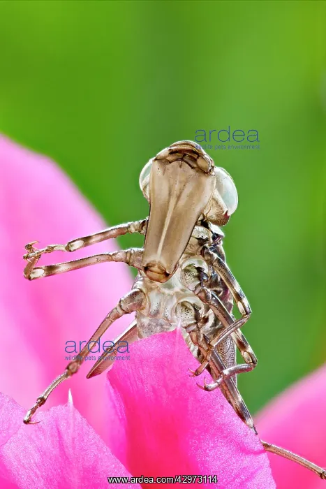 : Dragonfly larval case - placed on flower : Dragonfly larval case - placed on flower