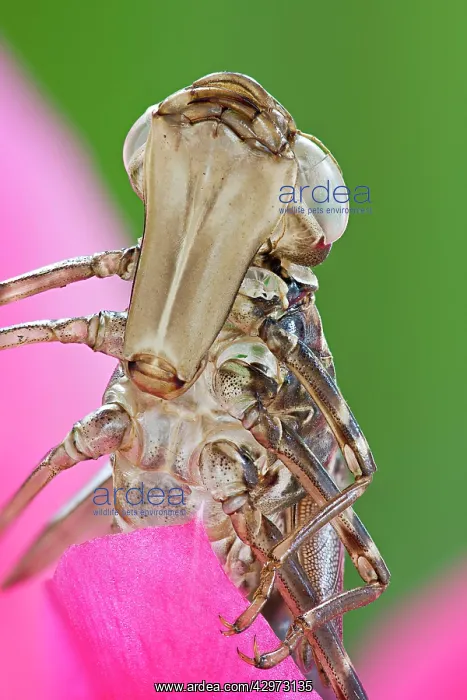 : Dragonfly larval case - placed on flower : Dragonfly larval case - placed on flower