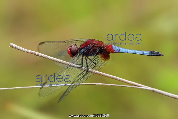 : dragonfly, male, Cano Cristales, Serrania de Macarena : dragonfly, male, Cano Cristales, Serrania de Macarena