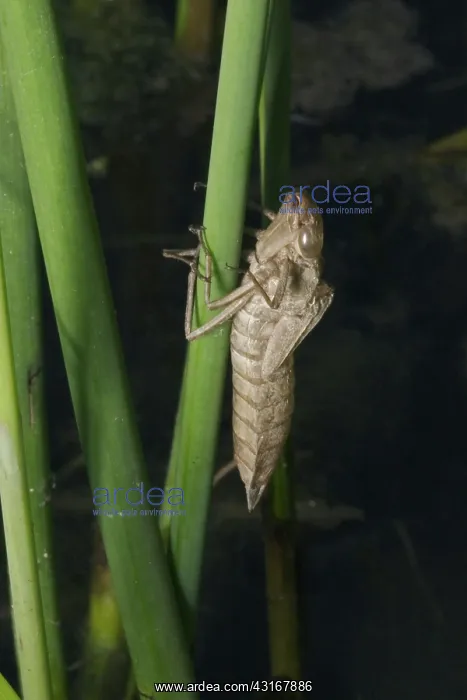: Dragonfly Nymph Exoskeleton : Dragonfly Nymph Exoskeleton