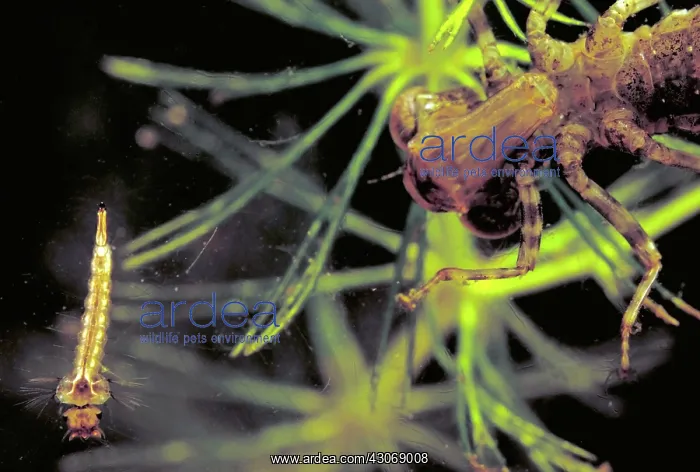 : Dragonfly Nymph & Mosquito Larva : Dragonfly Nymph & Mosquito Larva