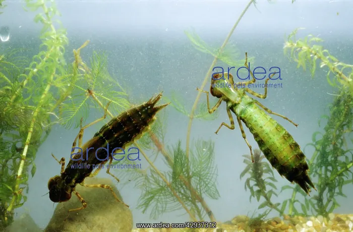  : Dragonfly - Nymphs