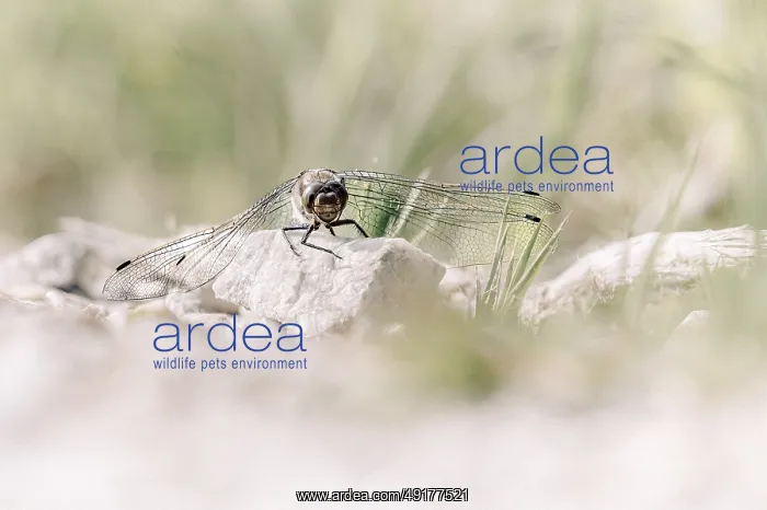 : Dragonfly (Odonata), sitting frontally on a stone with spread wings : Dragonfly (Odonata), sitting frontally on a stone with spread wings
