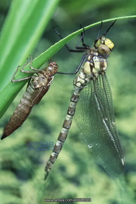 : DRAGONFLY Southern Hawker - newly emerged from nymph case : DRAGONFLY Southern Hawker - newly emerged from nymph case