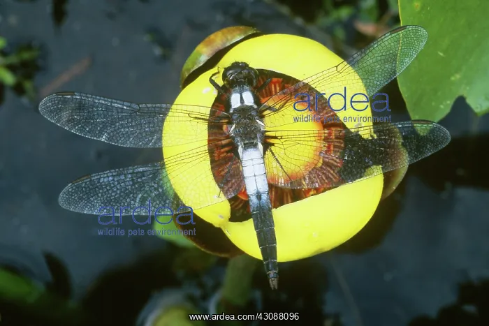 : Dragonfly on Spatterdock : Dragonfly on Spatterdock