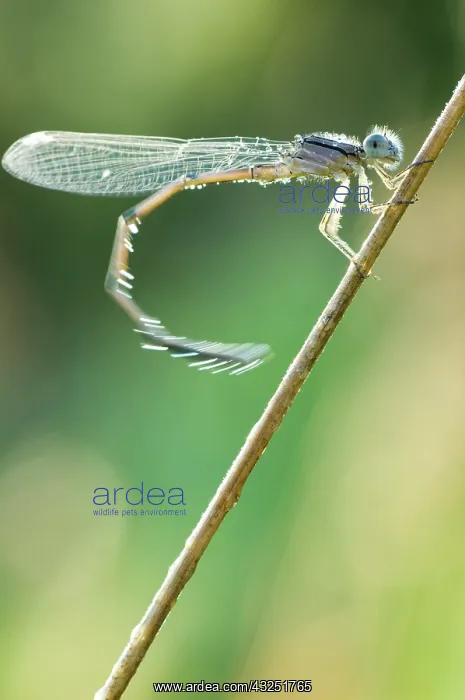 : Dragonfly, Unionville, Ontario : Dragonfly, Unionville, Ontario