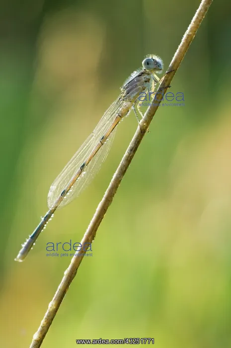 : Dragonfly, Unionville, Ontario : Dragonfly, Unionville, Ontario