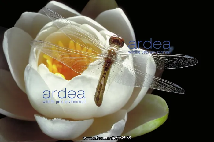 : Dragonfly & Water Lily : Dragonfly & Water Lily
