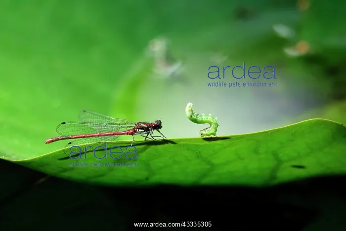 : Dragonfly on water lily, Saxony, Germany, Europe : Dragonfly on water lily, Saxony, Germany, Europe