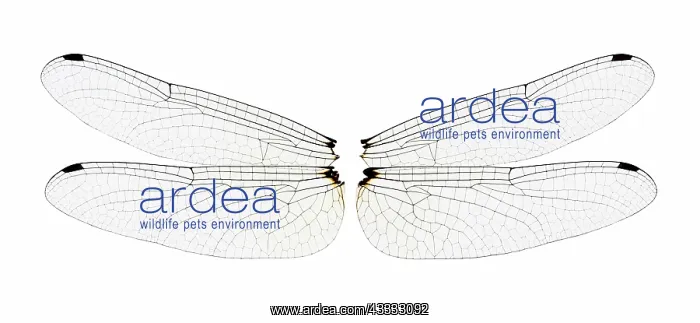 : Dragonfly wings : Dragonfly wings