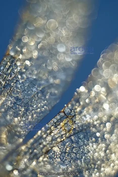 : Dragonfly Wings with dew drops - Norfolk UK : Dragonfly Wings with dew drops - Norfolk UK