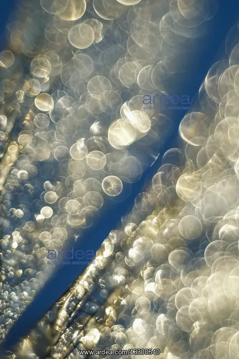 : Dragonfly Wings with dew drops - Norfolk UK : Dragonfly Wings with dew drops - Norfolk UK