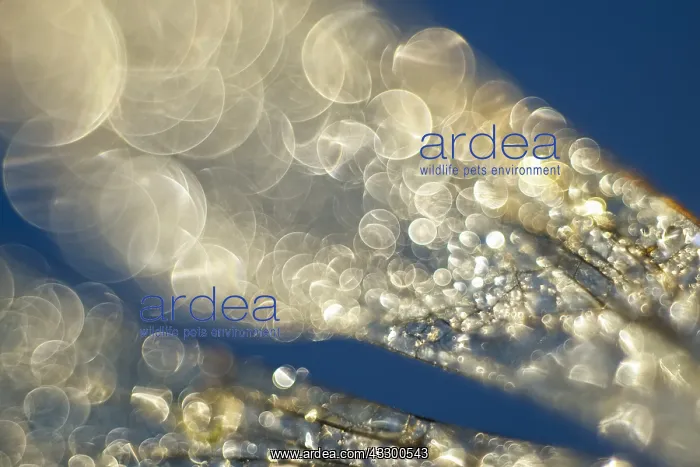 : Dragonfly Wings with dew drops - Norfolk UK : Dragonfly Wings with dew drops - Norfolk UK