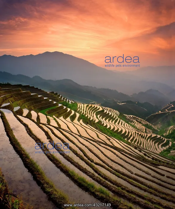 : Dragon's Backbone Rice Terraces near Yao : Dragon's Backbone Rice Terraces near Yao
