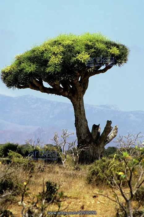 : DRAGON'S BLOOD TREE : DRAGON'S BLOOD TREE