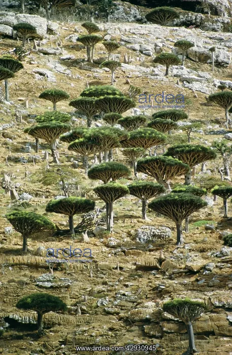 : Dragon's Blood Trees : Dragon's Blood Trees