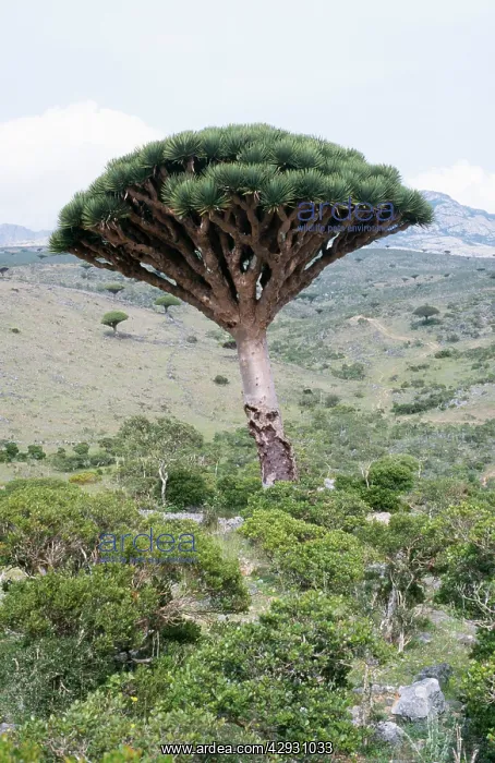 : Dragon's Blood Trees : Dragon's Blood Trees
